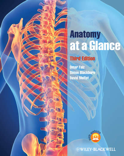 Blackburn Simon: Anatomy at a Glance
