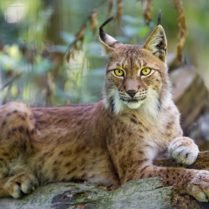 Кицис Арсений: Дикие новости