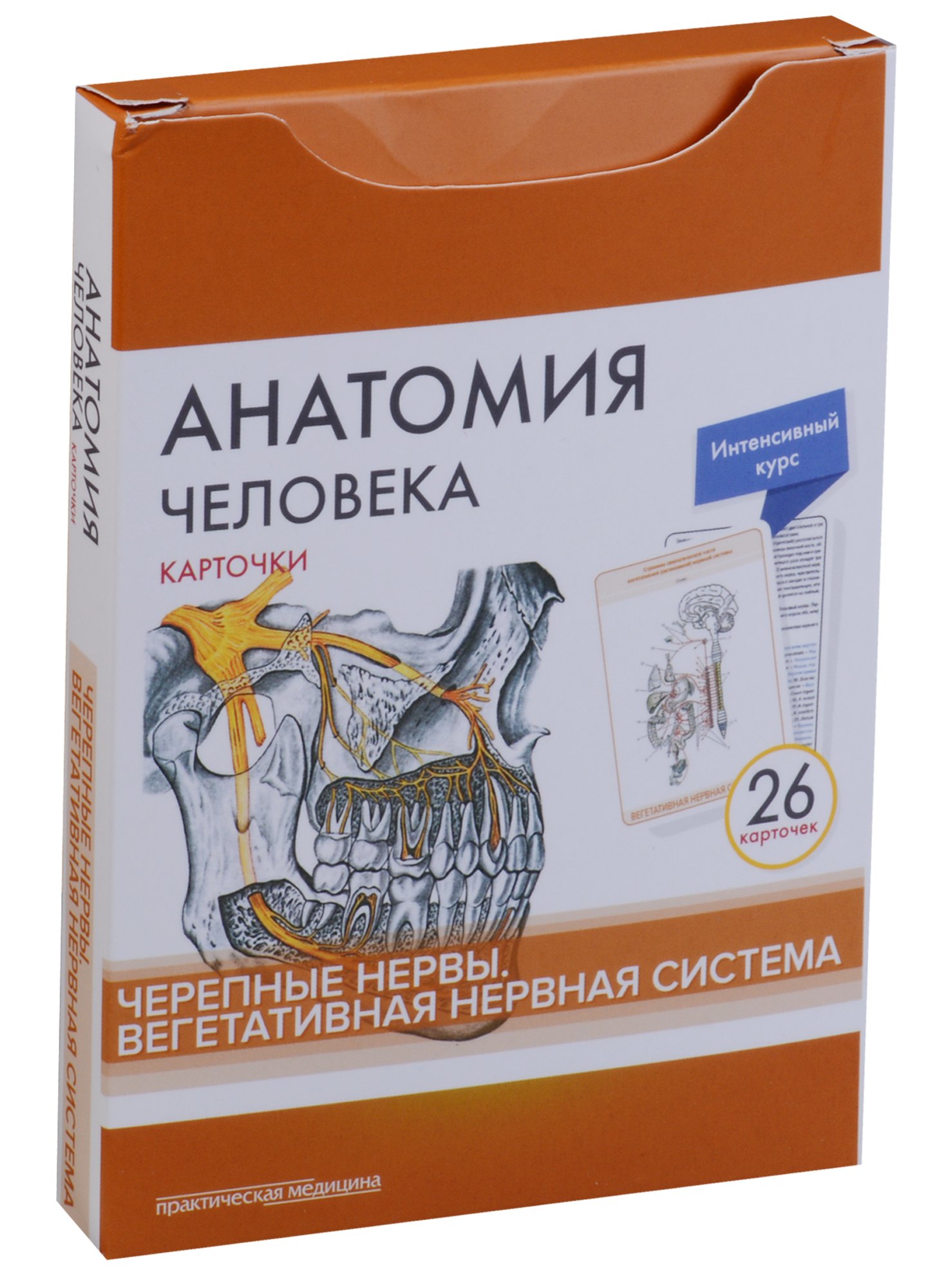 Сапин Михаил Романович: Анатомия человека. Черепные нервы. Вегетативная нервная система (26 карточек)
