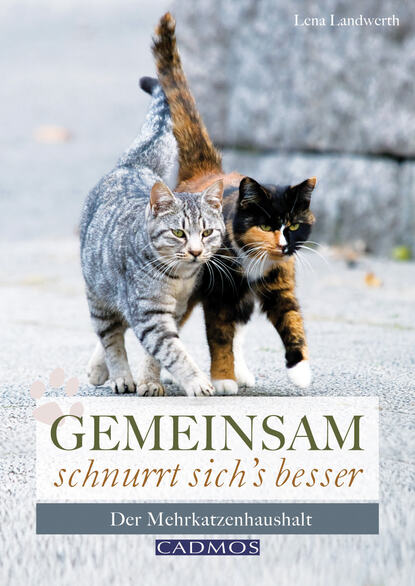 Gemeinsam schnurrt sich's besser - Der Mehrkatzenhaushalt