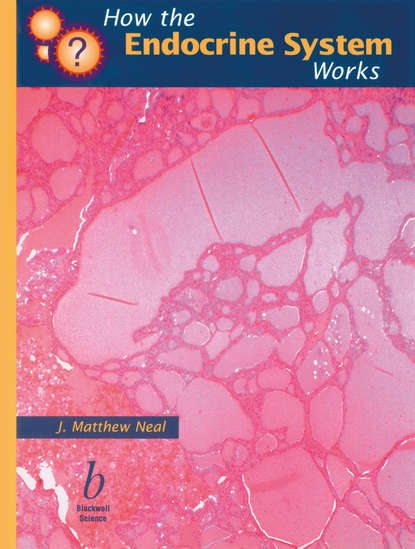 Matthew J. Neal: How the Endocrine System Works