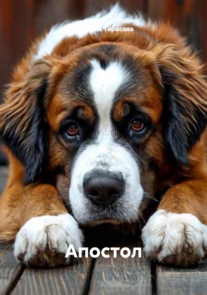 Тарасава Юстасия: Апостол