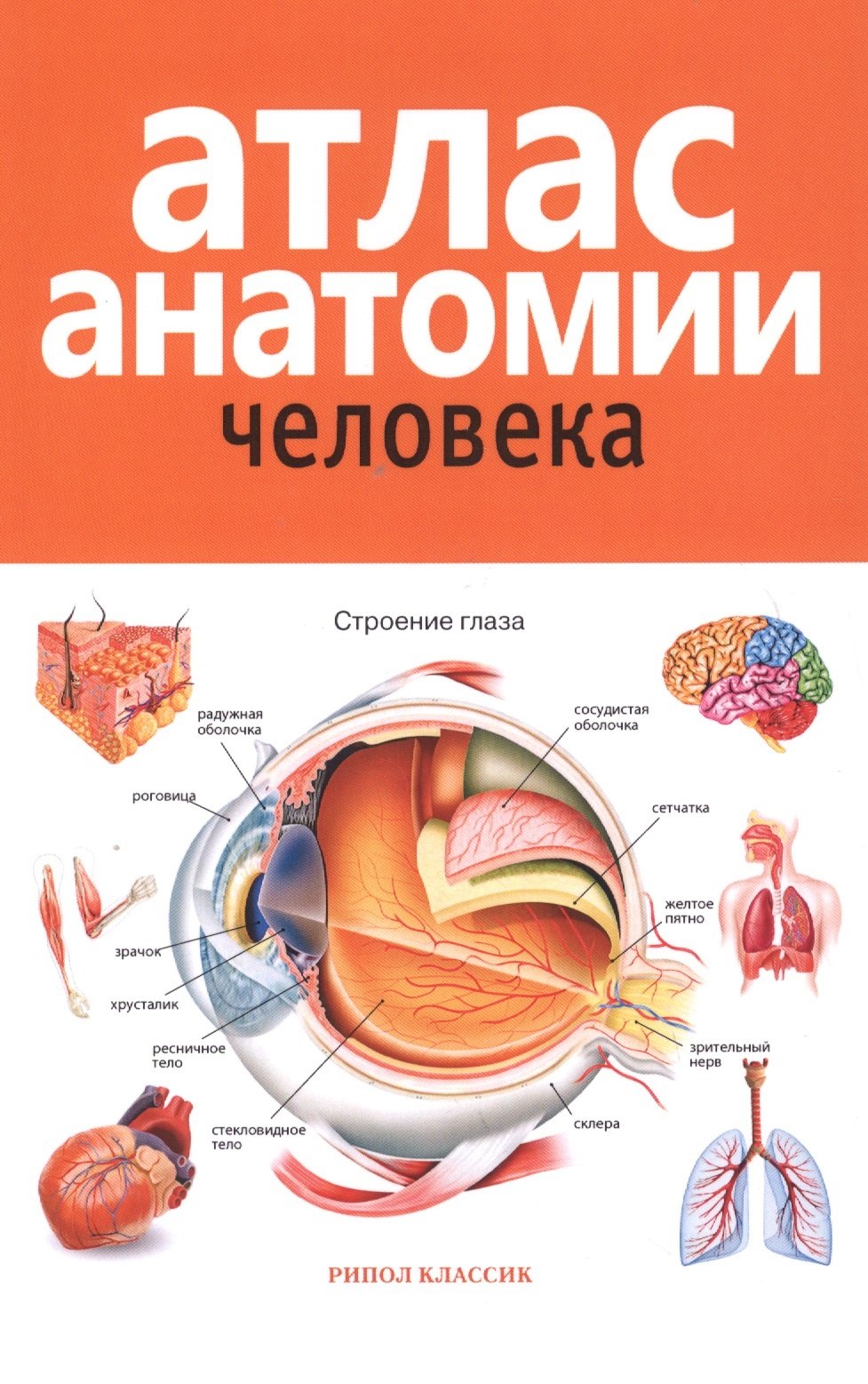 Марысаев В.Б.: Атлас анатомии человека. 2-е издание, дополненное и переработанное