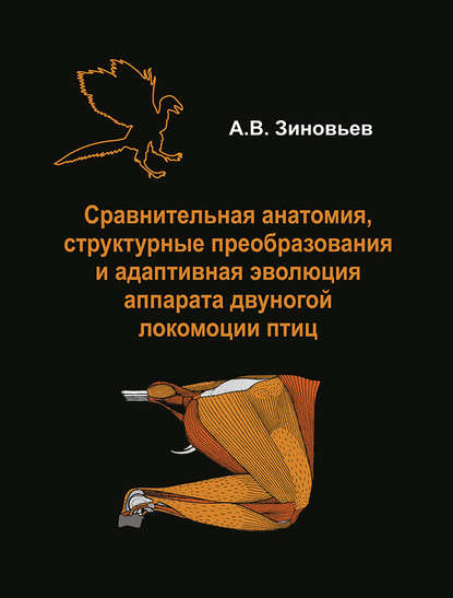 Зиновьев А. С.: Сравнительная анатомия, структурные преобразования и адаптивная эволюция аппарата двуногой локомоции птиц