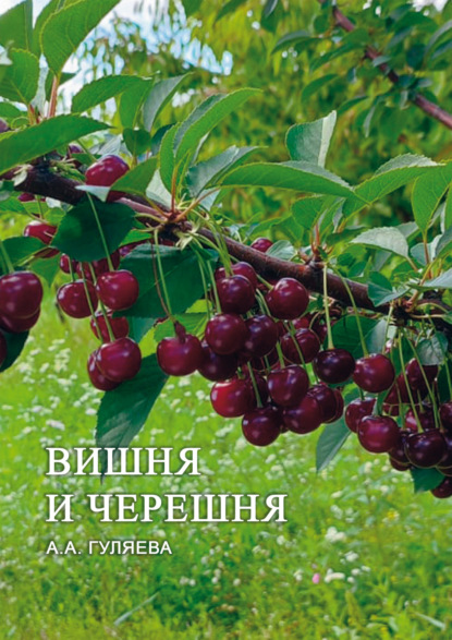 А. А. Гуляева: Вишня и черешня