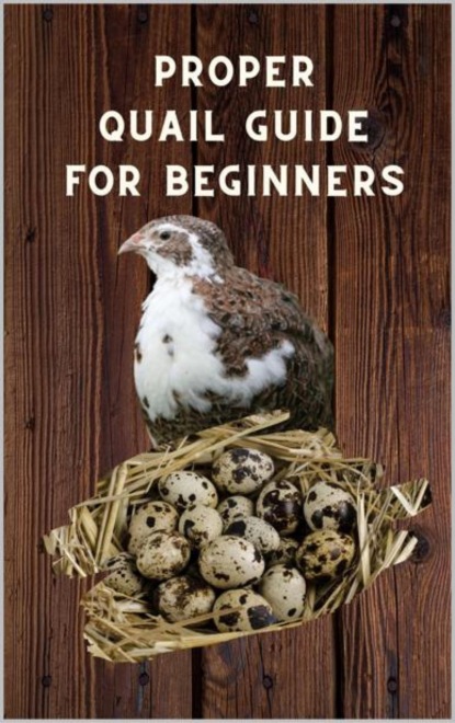 Hawk Thorsten: Proper Quail Guide for Beginners