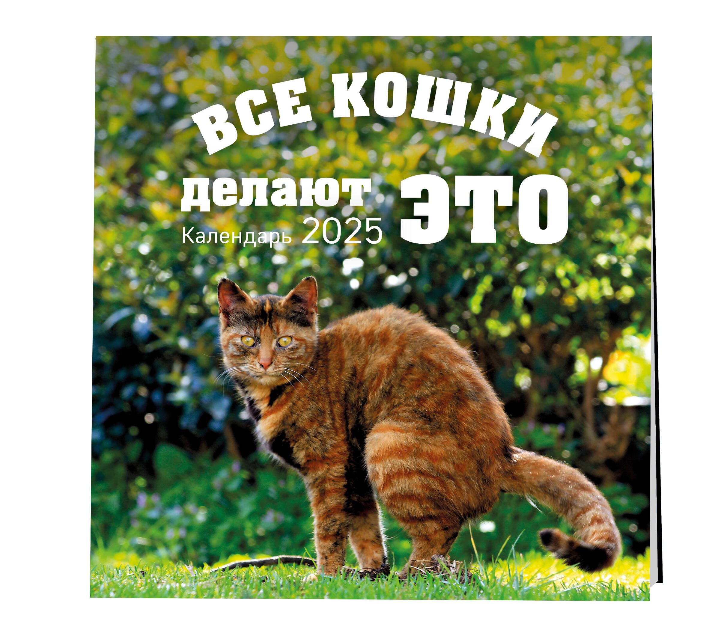 Календарь 2025г 300*300 "Все кошки делают это" настенный, на скрепке