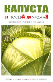 Капуста от посева до урожая