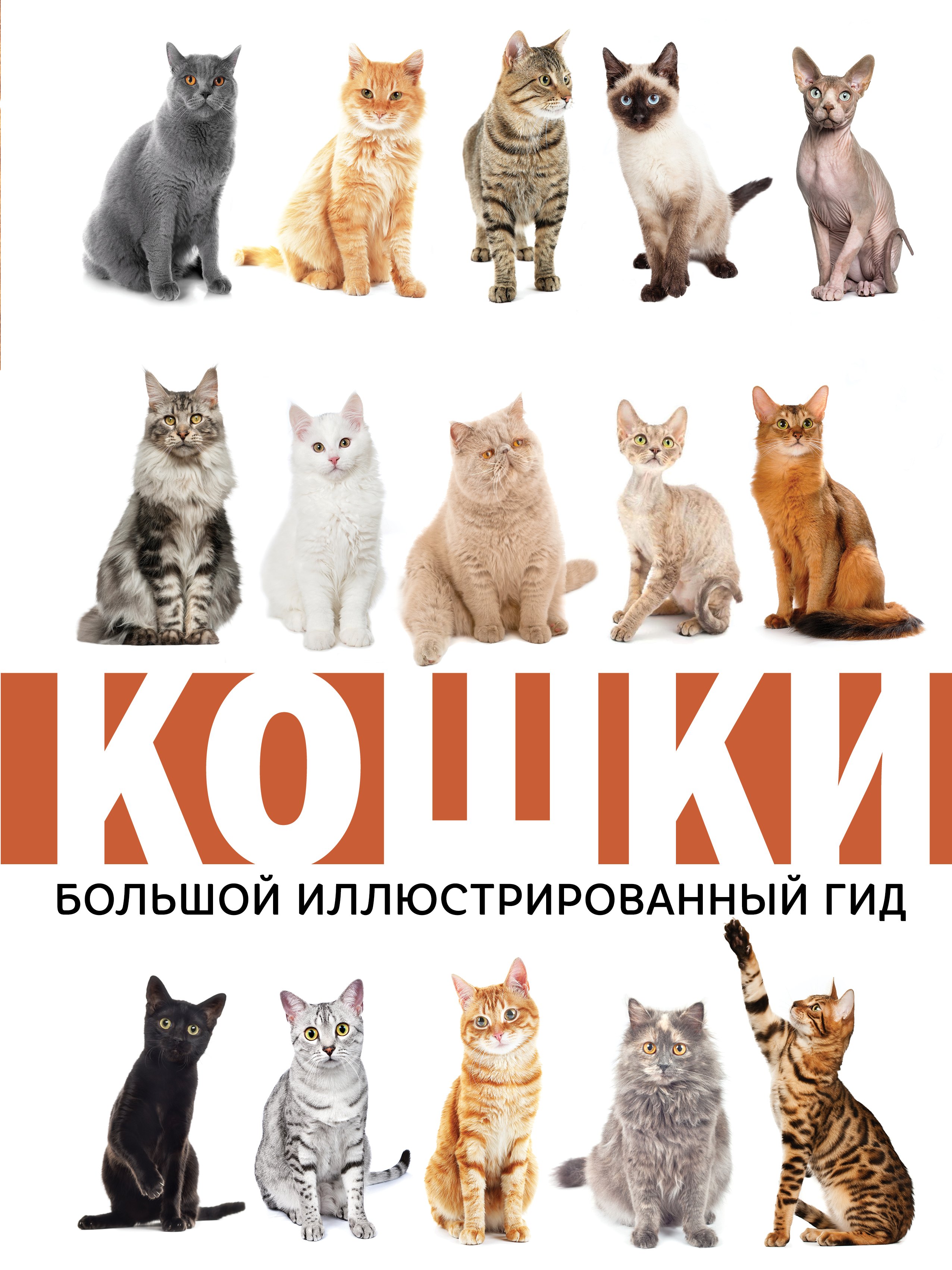 Непомнящий Николай Николаевич: Кошки