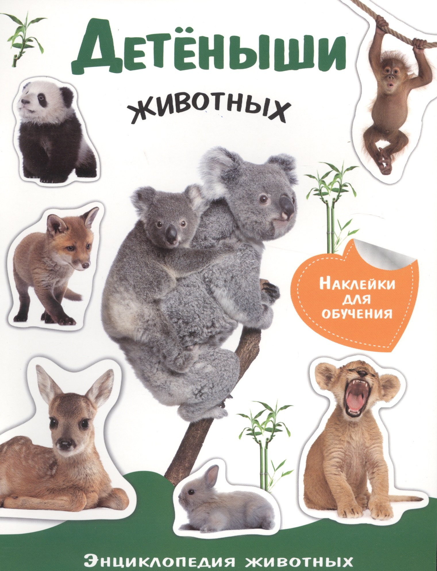 Позина Евгения Егоровна: Детеныши животных