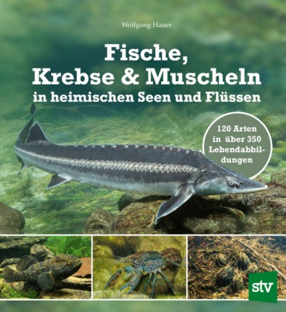 Hauer Wolfgang: Fische, Krebse & Muscheln in heimischen Seen und Flüssen
