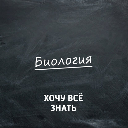 Как устроен мозг